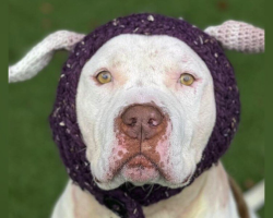 Shelter Makes Special Hat For ‘Scary’-Looking Dog — And Changes His Life Forever