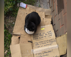Man Thinks He’s Found A Stray Cat — Until He Reads The Note Beside Her