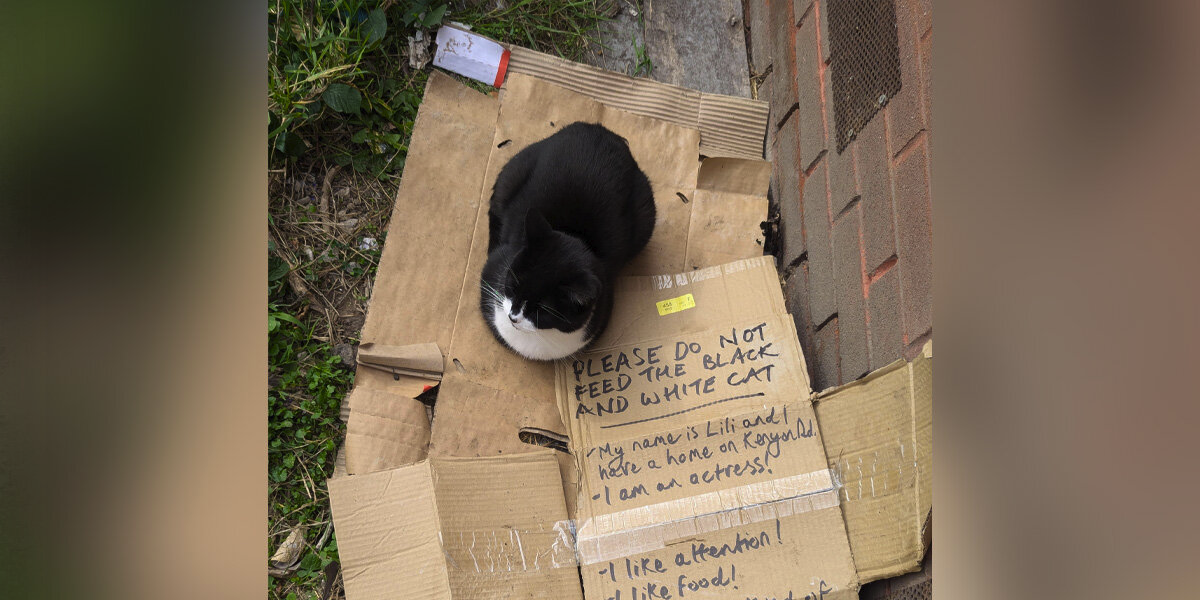 Man Thinks He’s Found A Stray Cat — Until He Reads The Note Beside Her