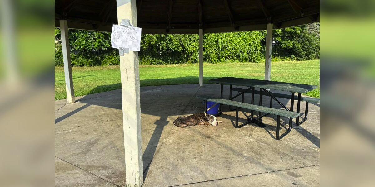 Senior Dog Left Tied To Picnic Table With Heartbreaking Note Finds Hope Again
