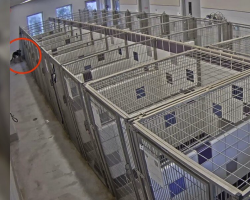 Shelter Dog Caught Roaming Free — Staff Stunned When They See How She Escaped
