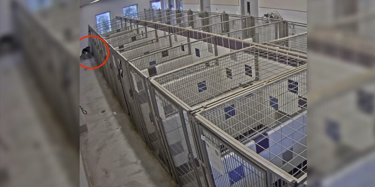 Shelter Dog Caught Roaming Free — Staff Stunned When They See How She Escaped