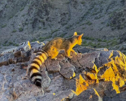 Hiker Freezes During Magical Encounter With Rare Arizona Animal