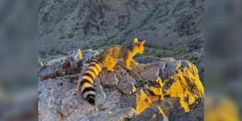Hiker Freezes During Magical Encounter With Rare Arizona Animal