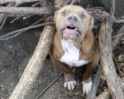 Man Finds Scared Dog Alone In The Woods — And Refuses To Give Up On Him