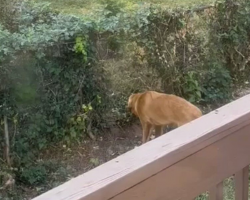 Couple Notices a Strange Gap in Their Fence — Then Realizes Their Dog Has a Secret Friend
