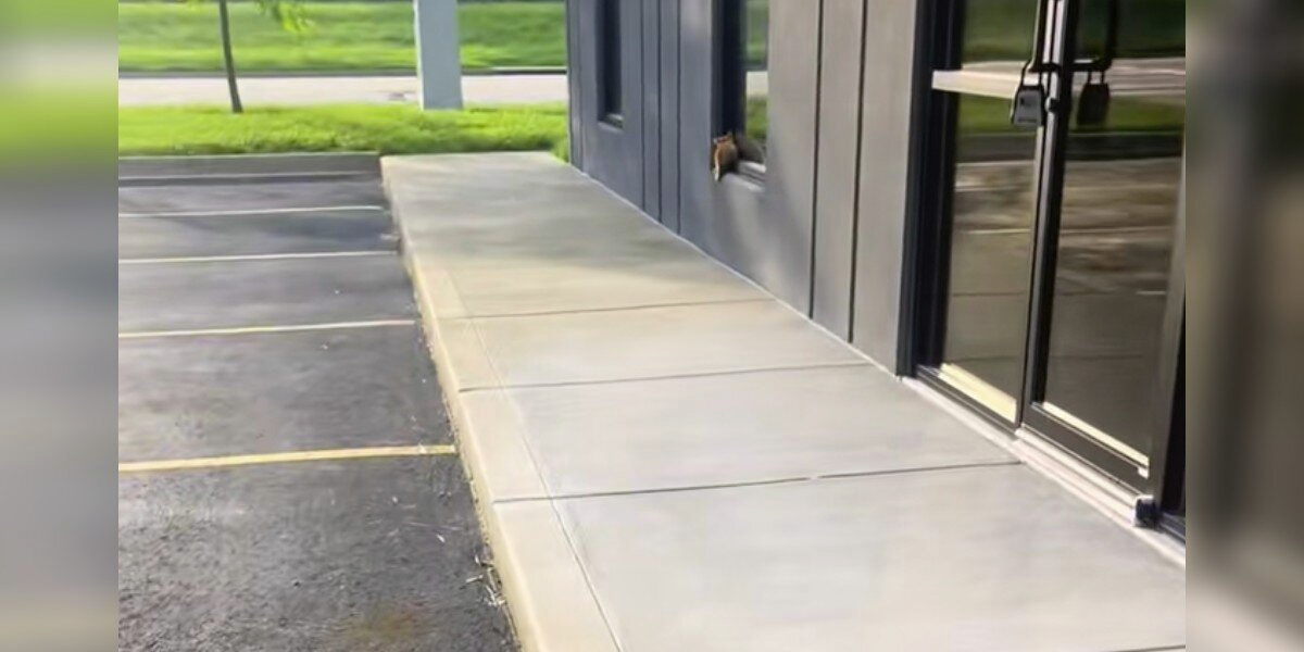 Orphaned Kitten Clings To Windowsill — And Finds The Family He Was Looking For