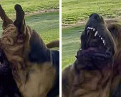Dog Trainer Shares Hilarious Photos Of Her Bloodhound’s ‘Squish Monster’ Transformation