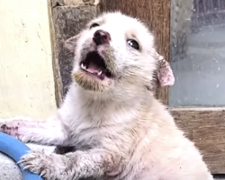 Tearful Puppy Left Alone in Market Becomes a Bouncing Ball of Joy