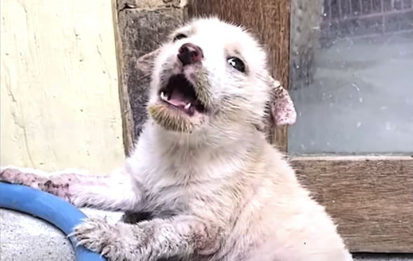 Tearful Puppy Left Alone in Market Becomes a Bouncing Ball of Joy