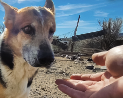 Man Spends a Year Earning a Stray Desert Dog’s Trust — And Ends Up Rescuing Her Entire Pack