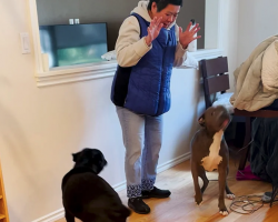 Grandma Who Was Terrified of Dogs Falls in Love With Her Daughter’s Pit Bulls