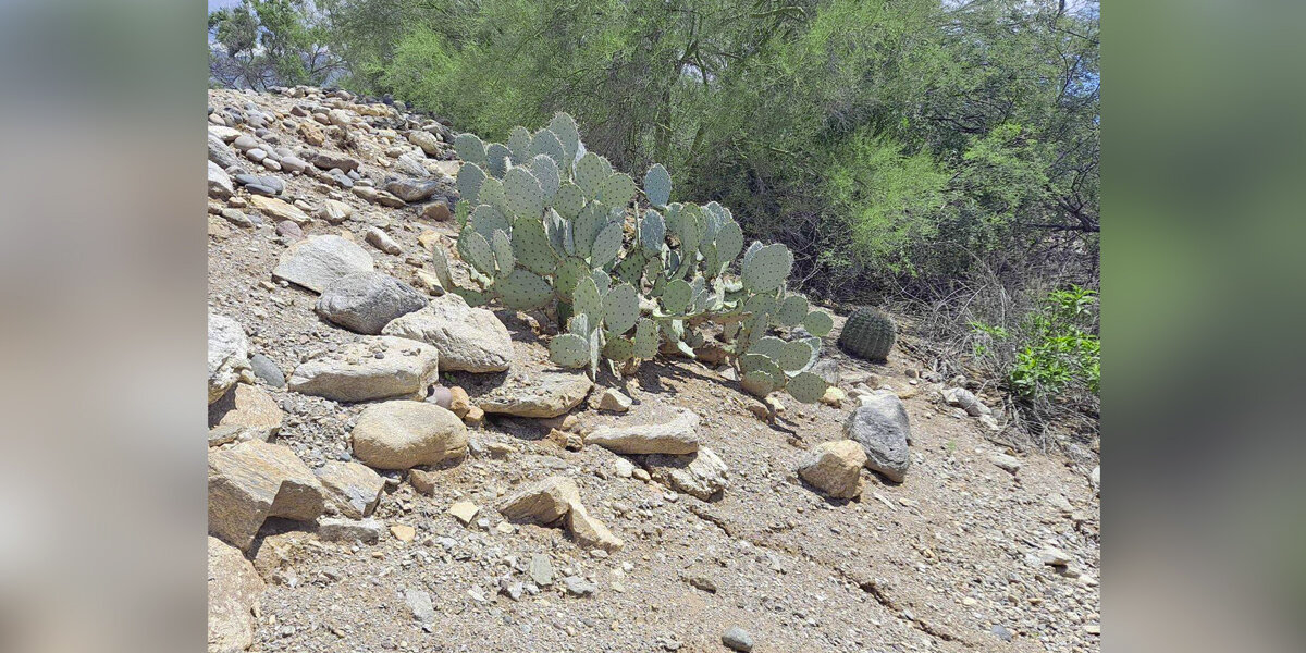 Can You Spot the Rattlesnake Hiding in Plain Sight? Most People Can’t
