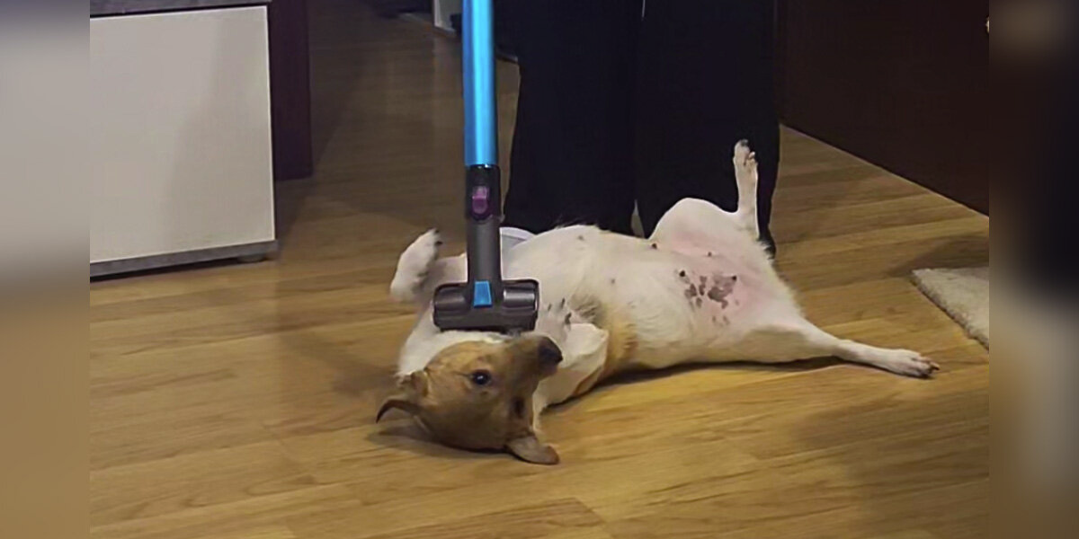 Dog Is So Obsessed With the Vacuum, Cleaning the House Is Basically Impossible