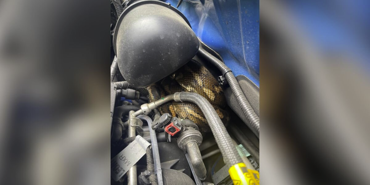 Driver Pops Open Hood — And Finds A Massive Surprise Coiled Inside