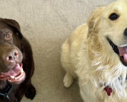 One Question on a Dating App Sparked a Love Story — For Two Humans and Their Dogs