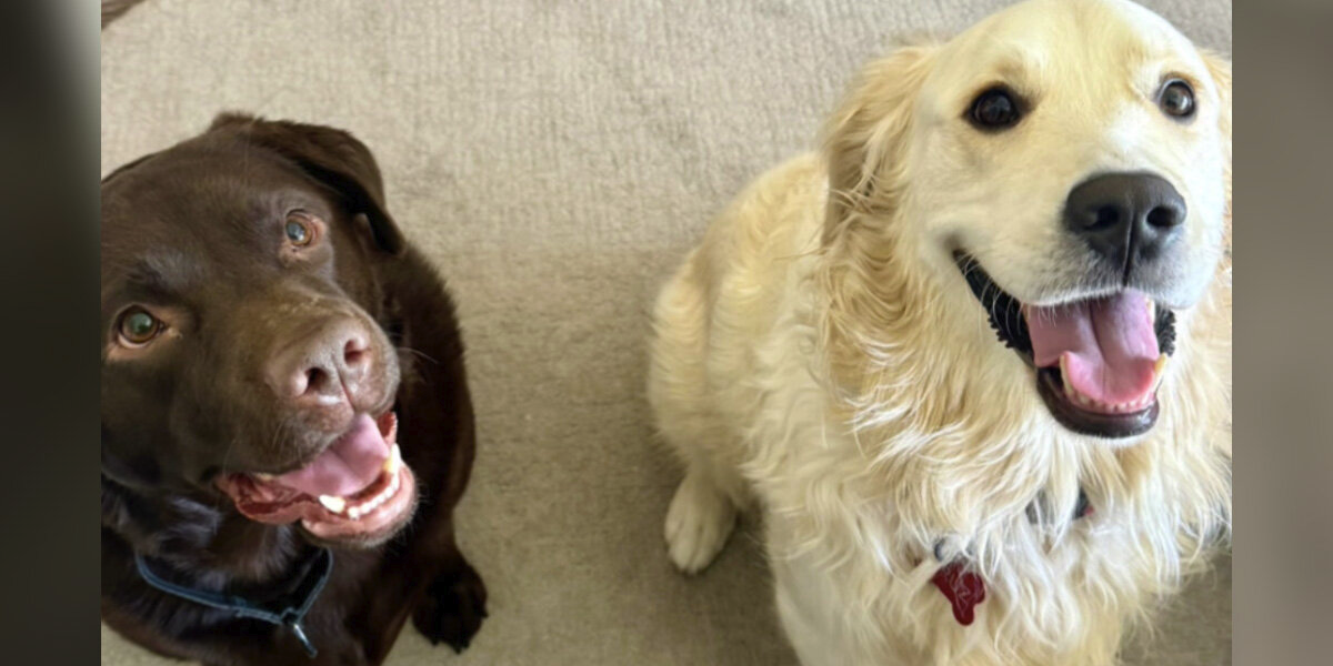 One Question on a Dating App Sparked a Love Story — For Two Humans and Their Dogs