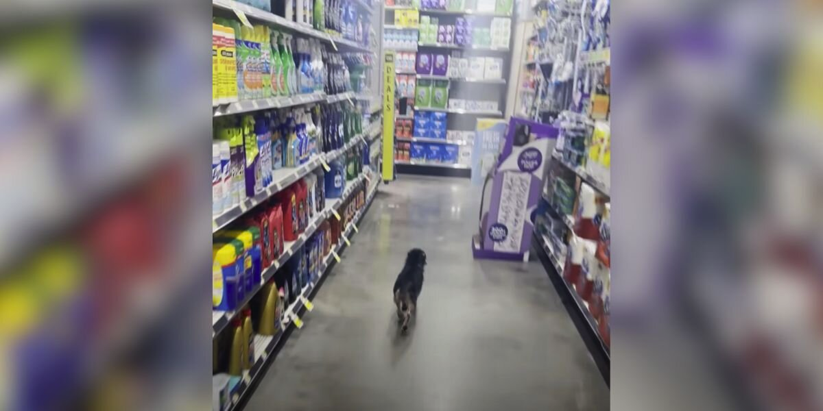 Man Spots Tiny Stray Wandering Through Dollar General — And It Changes His Life