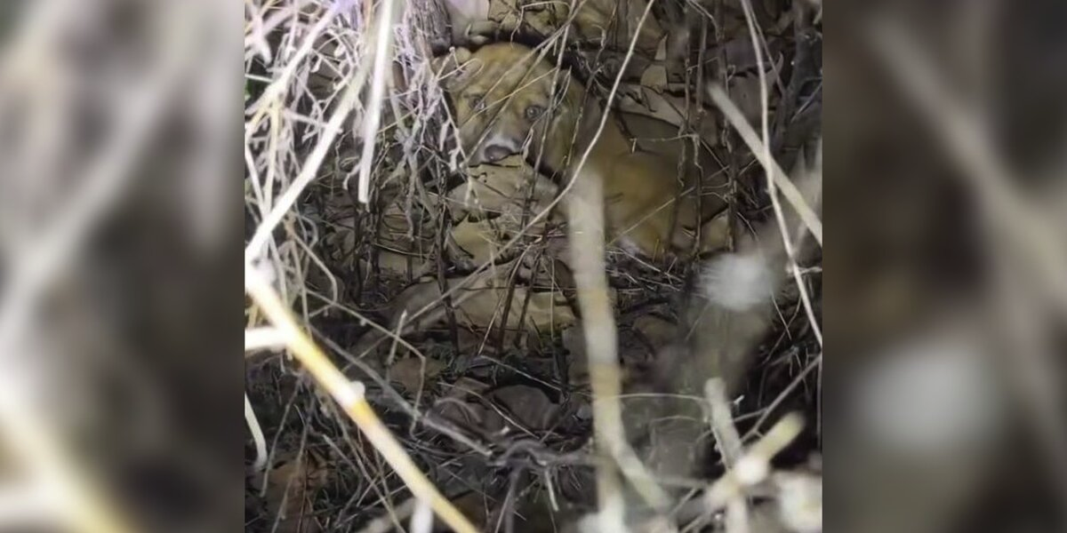 Thermal imaging camera reveals fluffy orphan hiding in the woods at night!