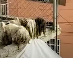 Neighbor Spots ‘Dirty Rags’ On Rooftop — Then Realizes They’re Alive