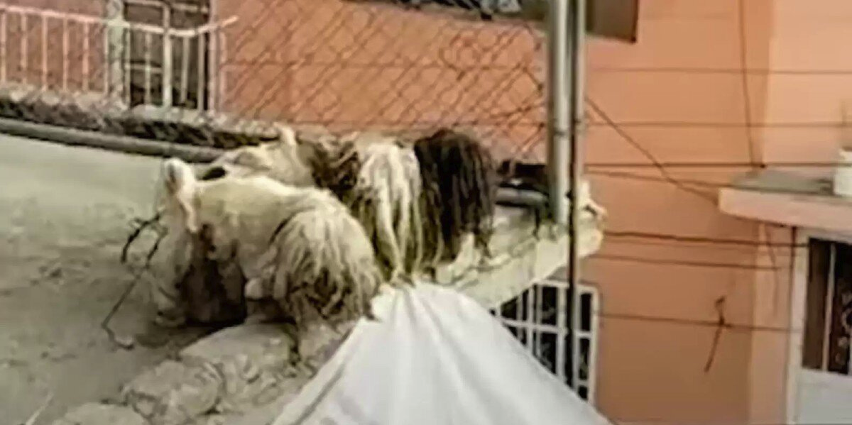 Neighbor Spots ‘Dirty Rags’ On Rooftop — Then Realizes They’re Alive