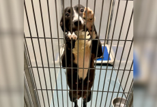 Shelter Dog On Euthanasia List Begs Volunteer To Take Her Home — Forever