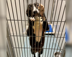 Shelter Dog On Euthanasia List Begs Volunteer To Take Her Home — Forever
