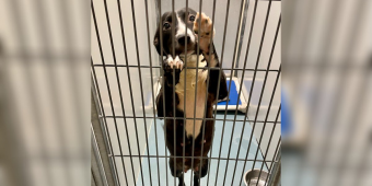 Shelter Dog On Euthanasia List Begs Volunteer To Take Her Home — Forever