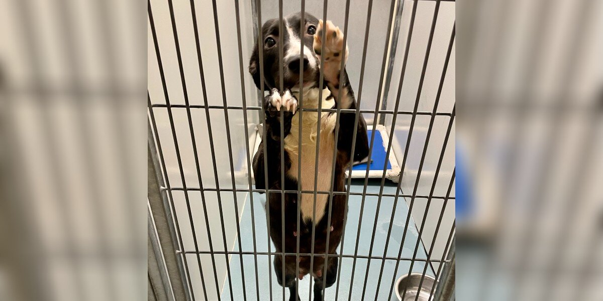 Shelter Dog On Euthanasia List Begs Volunteer To Take Her Home — Forever