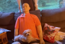 Tiny Senior Dog Shares Heartwarming Connection With Life-Sized Emotional Support Doll