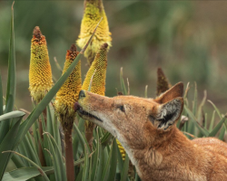 Scientists Catch Rare Wolves Enjoying a Surprising Sweet Treat