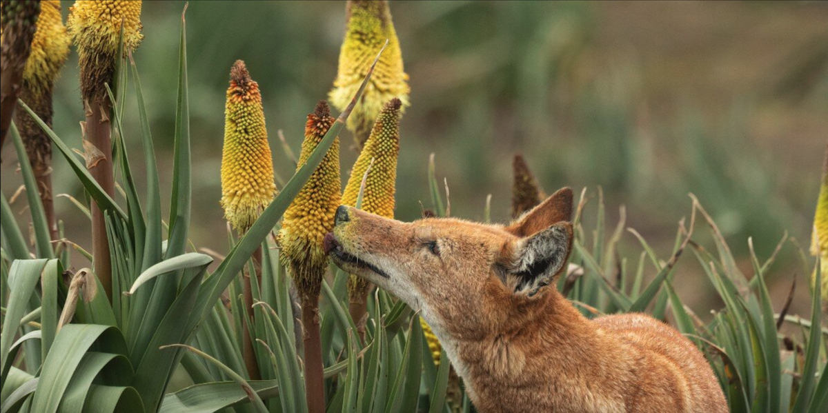 Scientists Catch Rare Wolves Enjoying a Surprising Sweet Treat