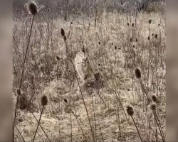 Hiker Freezes When He Spots Something Unbelievable Dangling From the Brush