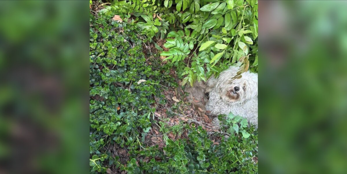 Neglected Dogs Hiding in Bushes Finally Rescued — And Can’t Stop Smiling