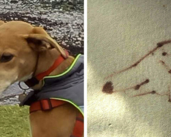 Mischievous Pup Gets Into Trouble — And Accidentally Creates a Masterpiece