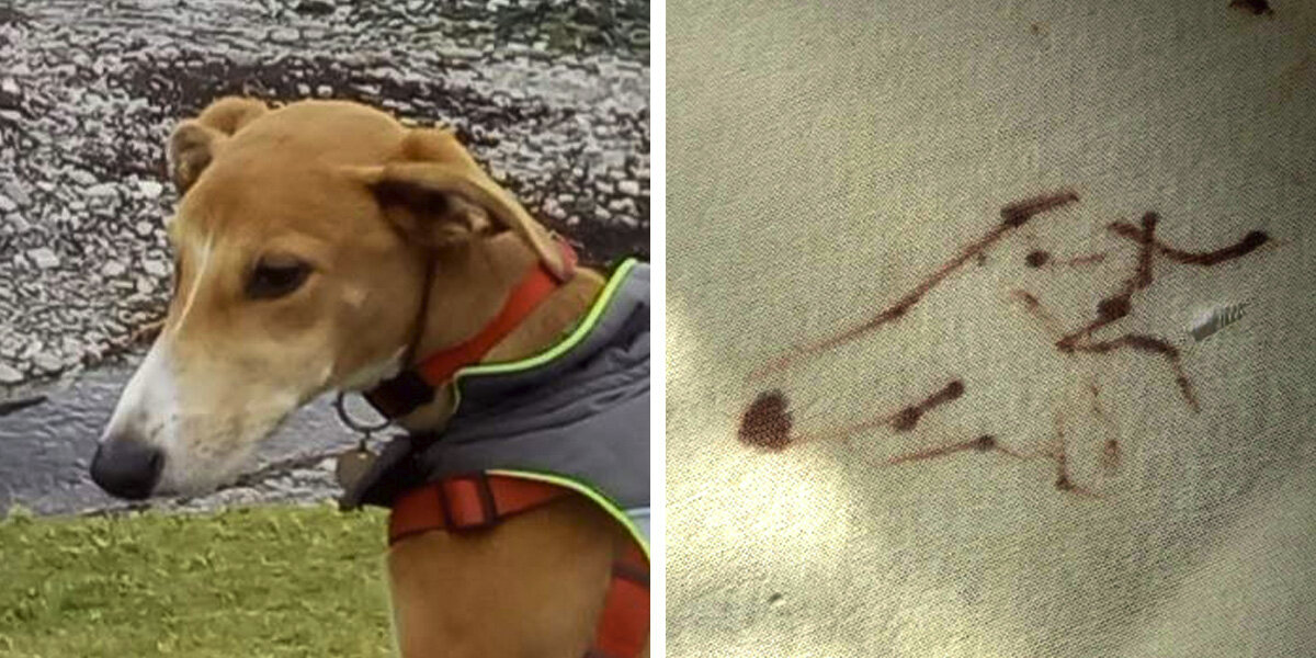 Mischievous Pup Gets Into Trouble — And Accidentally Creates a Masterpiece
