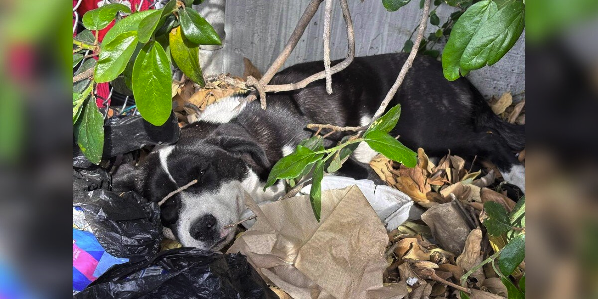 She Slept on a Trash Pile for Days — Just Hoping Someone Would See Her