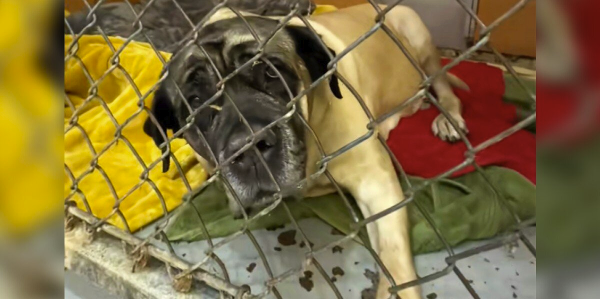 Friends Drive 2,000 Miles to Give Discarded Senior Dog the Home She Deserves