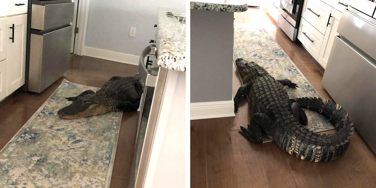 Florida Woman Hears a Knock — And Finds an 8-Foot Alligator Inside Her Home
