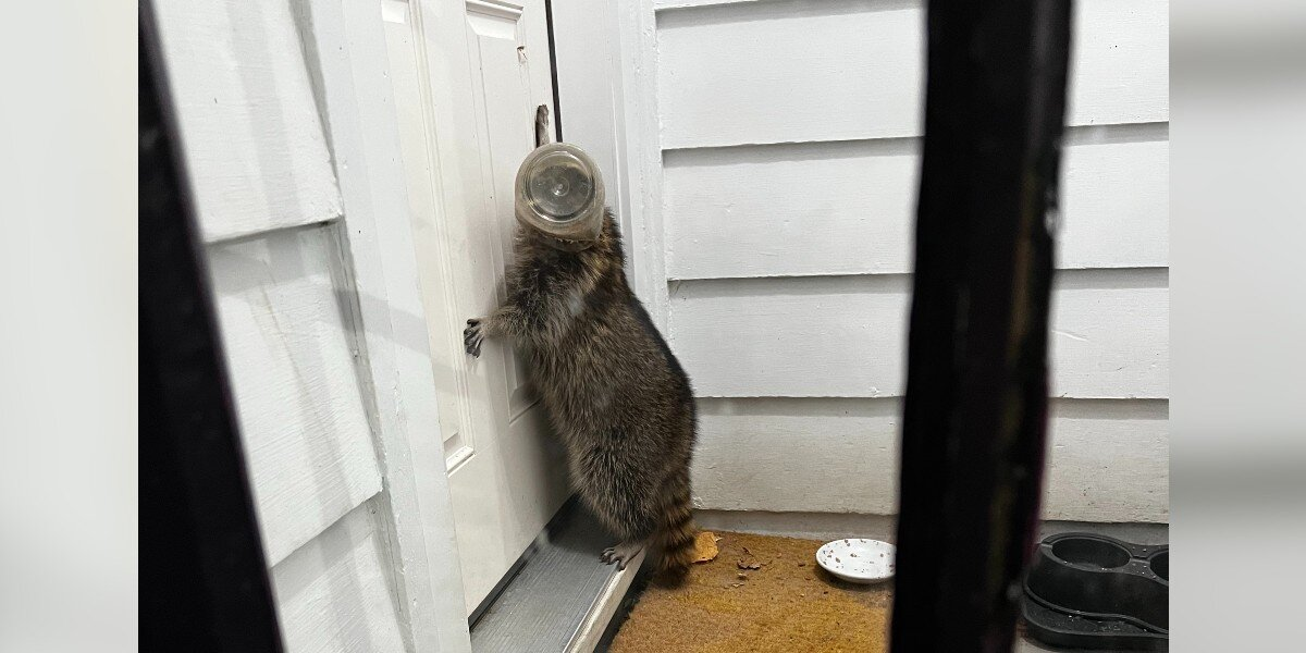 Animal With Jar Stuck On Head Finds the Right Door to Knock On