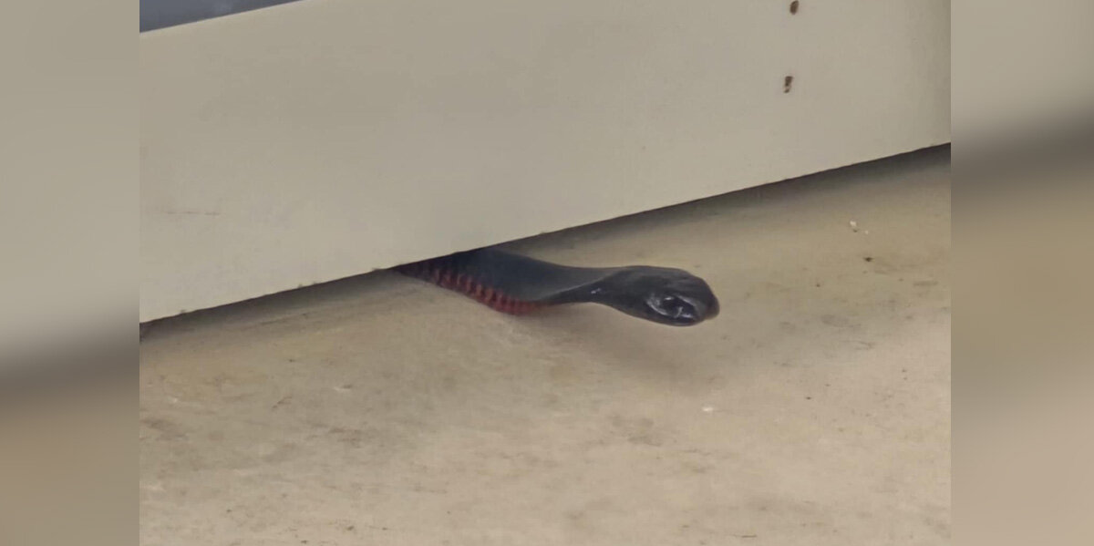 Woman Sees a Face Peeking From the Floor — Then Realizes What’s Really Hiding There