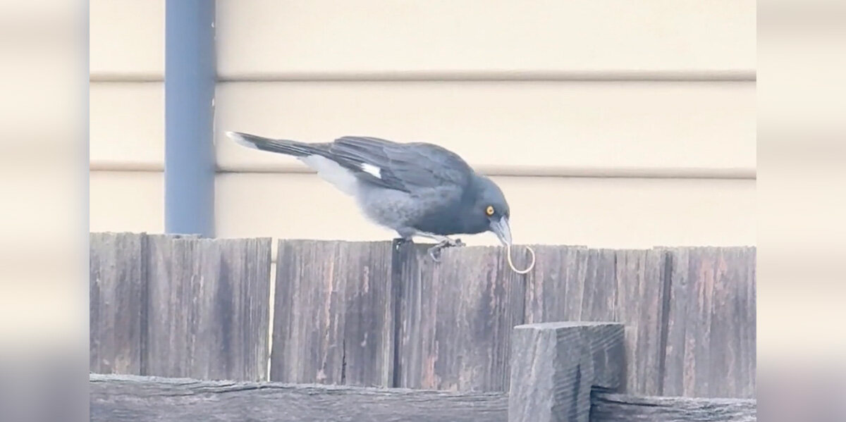 Wild Bird Masters Rubber Band Slingshot — And Looks Ready for Battle
