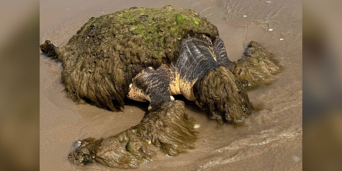 Family Spots ‘Odd Mass’ on Beach — And Ends Up Saving a Sea Turtle’s Life