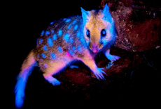 Wildlife Photographer Stunned As Rare Marsupial’s Fur Glows Like Fire Under UV Light