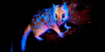 Wildlife Photographer Stunned As Rare Marsupial’s Fur Glows Like Fire Under UV Light