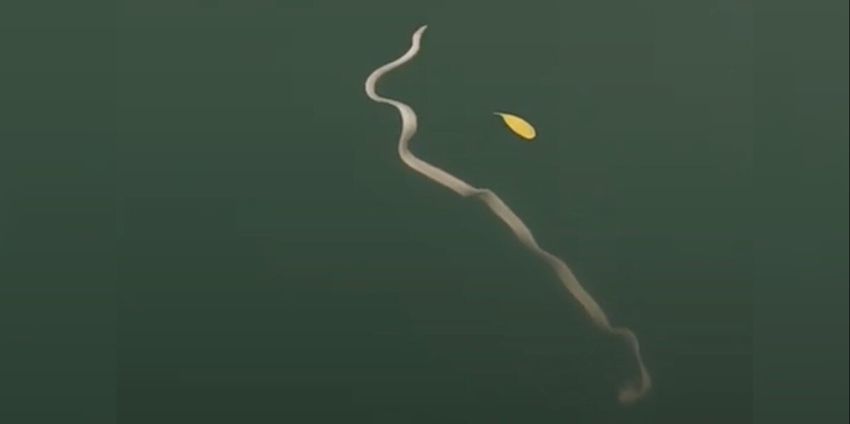 Diver Accidentally Films One of the Rarest Creatures in Australian Waters