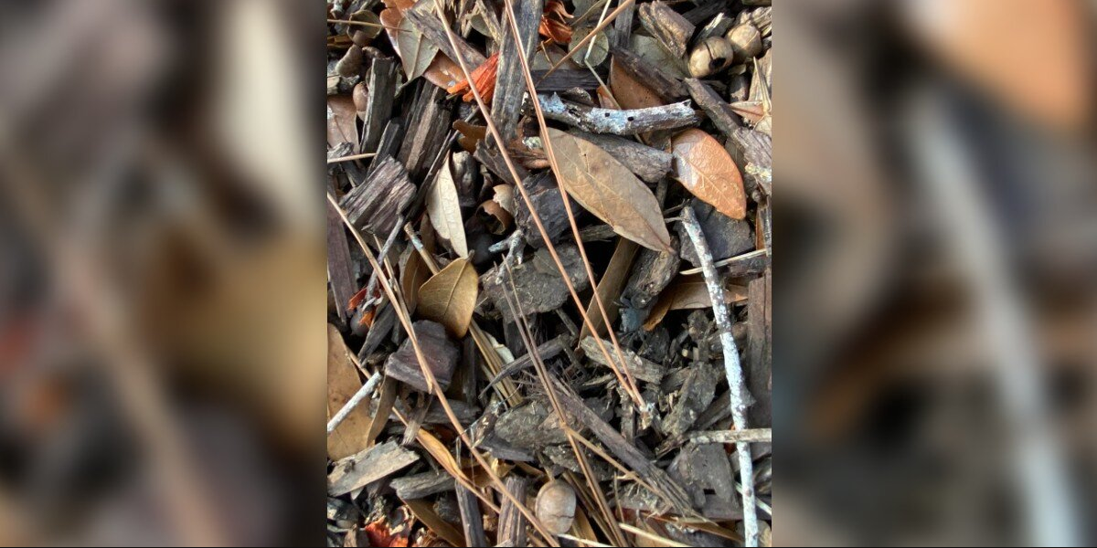 Woman Snaps a Photo of a Mysterious Little Animal — Then Realizes He’s Vanished