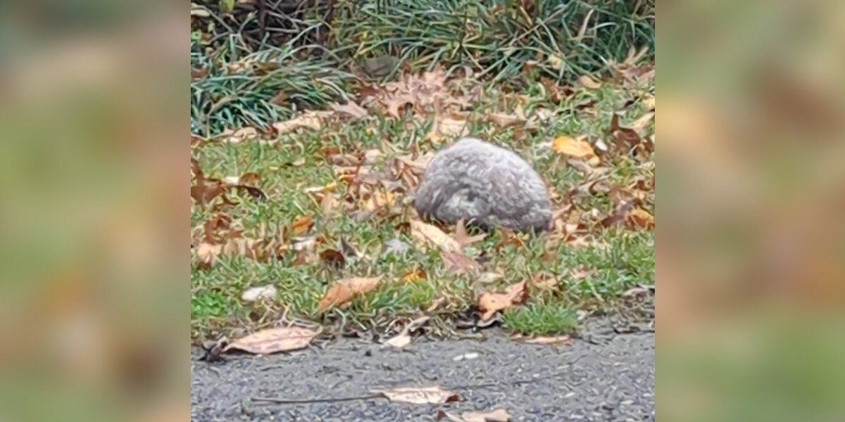 Gray, Shivering Bundle in the Rain Catches Woman’s Eye During Dog Walk