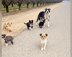 Little Family Left in Orchard Begs for Help — And Gets the Rescue of a Lifetime