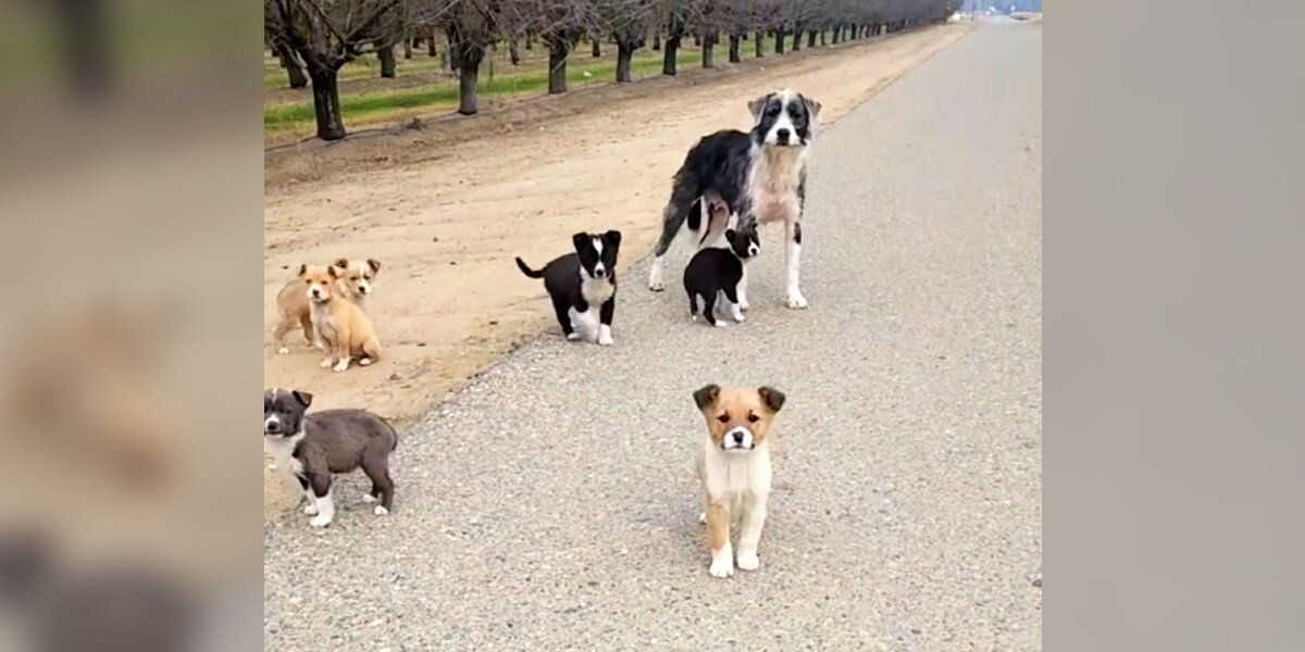 Little Family Left in Orchard Begs for Help — And Gets the Rescue of a Lifetime